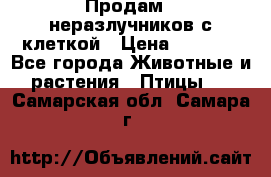 Продам 2 неразлучников с клеткой › Цена ­ 2 500 - Все города Животные и растения » Птицы   . Самарская обл.,Самара г.